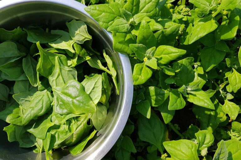 Čím nahradiť špenát? Skúste zeleninu z Nového Zélandu, ktorá nevybieha do kvetu a rastie až do mrazov