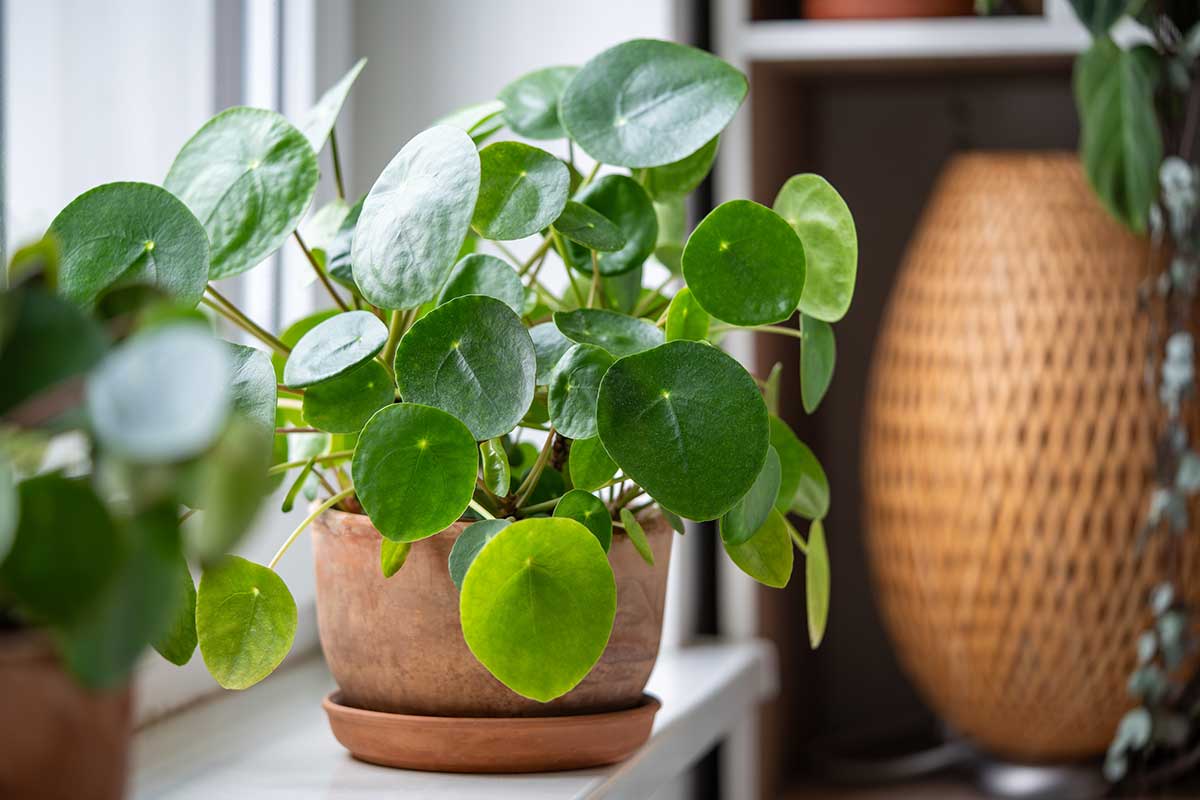 Pilea pieprovcovitá
