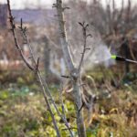 Postrek s obsahom medi