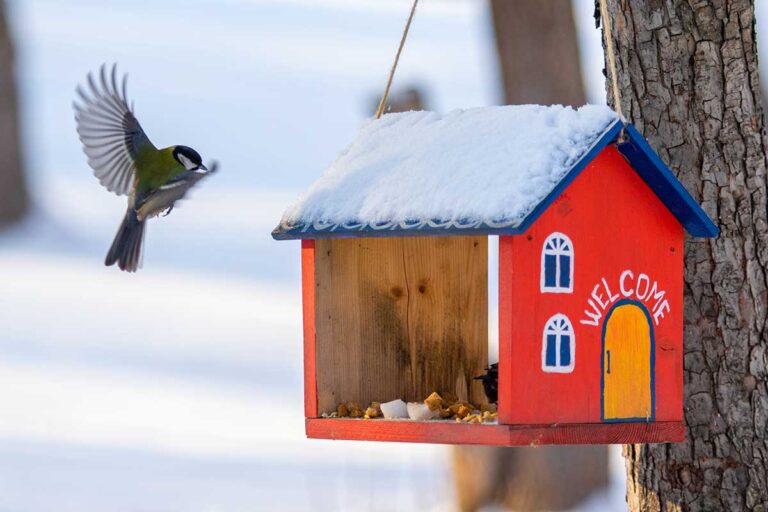 Strávte chvíľu pri kŕmidle a pomôžte sčítavať vtáky. Štartuje 2. ročník Vtáčej hodinky