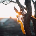 Čo rezať v januári v záhrade