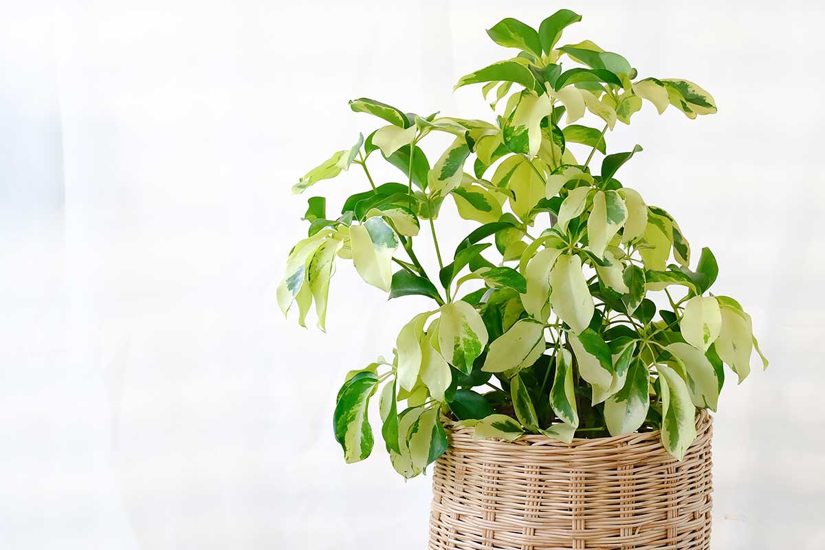 Šeflera dlanitolistá