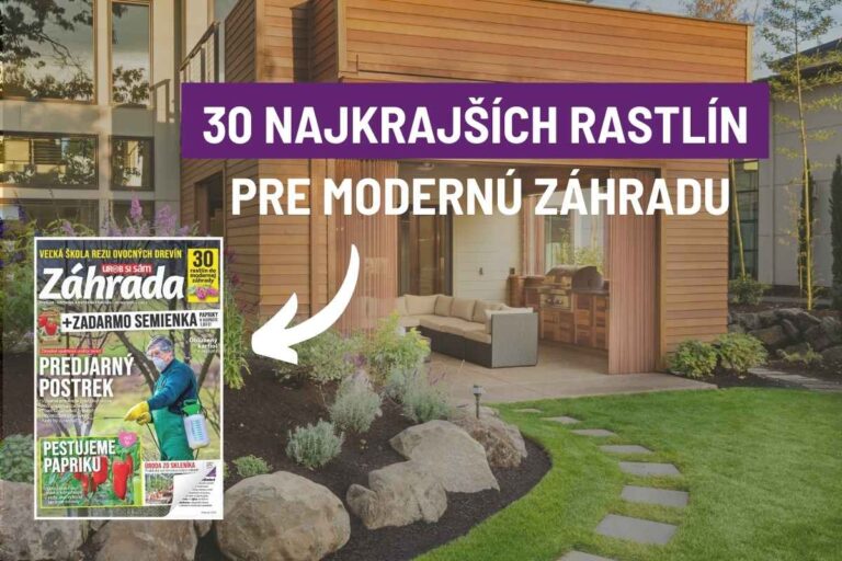 Vieme, ktoré stromy, kry či trvalky sú ideálne do modernej záhrady. Inšpirujte sa!
