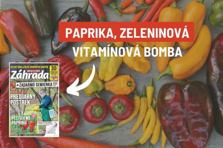 Ako sa zorientovať v paprikách? Pozerajte sa na ne z nadhľadu