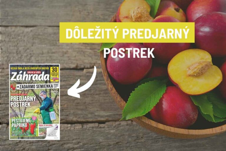 Trápi vás kučeravosť broskýň? Zistite, ako zasiahnuť predjarným postrekom