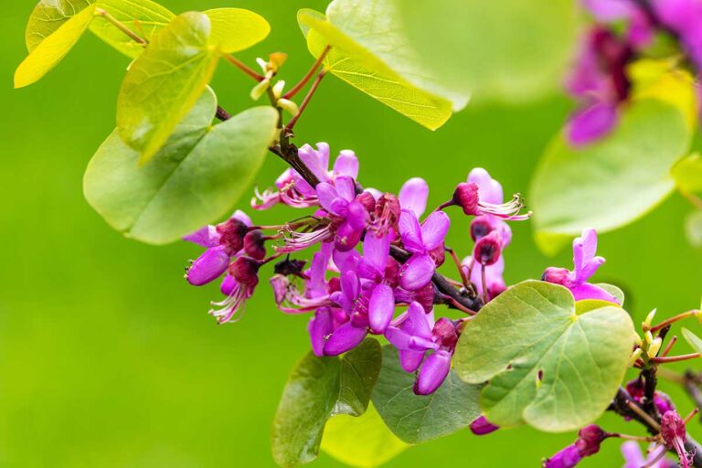 Ako a kedy rezať judášovec? Toto odporúča dlhoročná záhradkárka