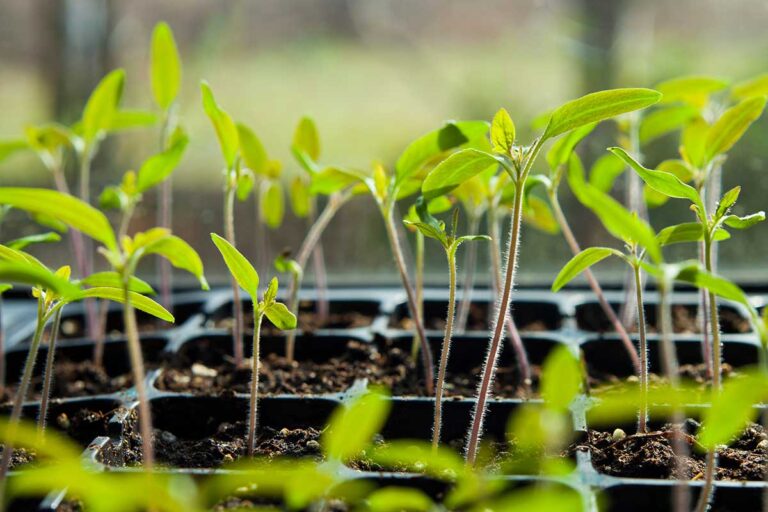 Ako ekologicky predísť padaniu klíčnych rastlín? 6 tipov na prevenciu od odborníka