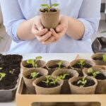 Ako predpestovať petúnie zo semena