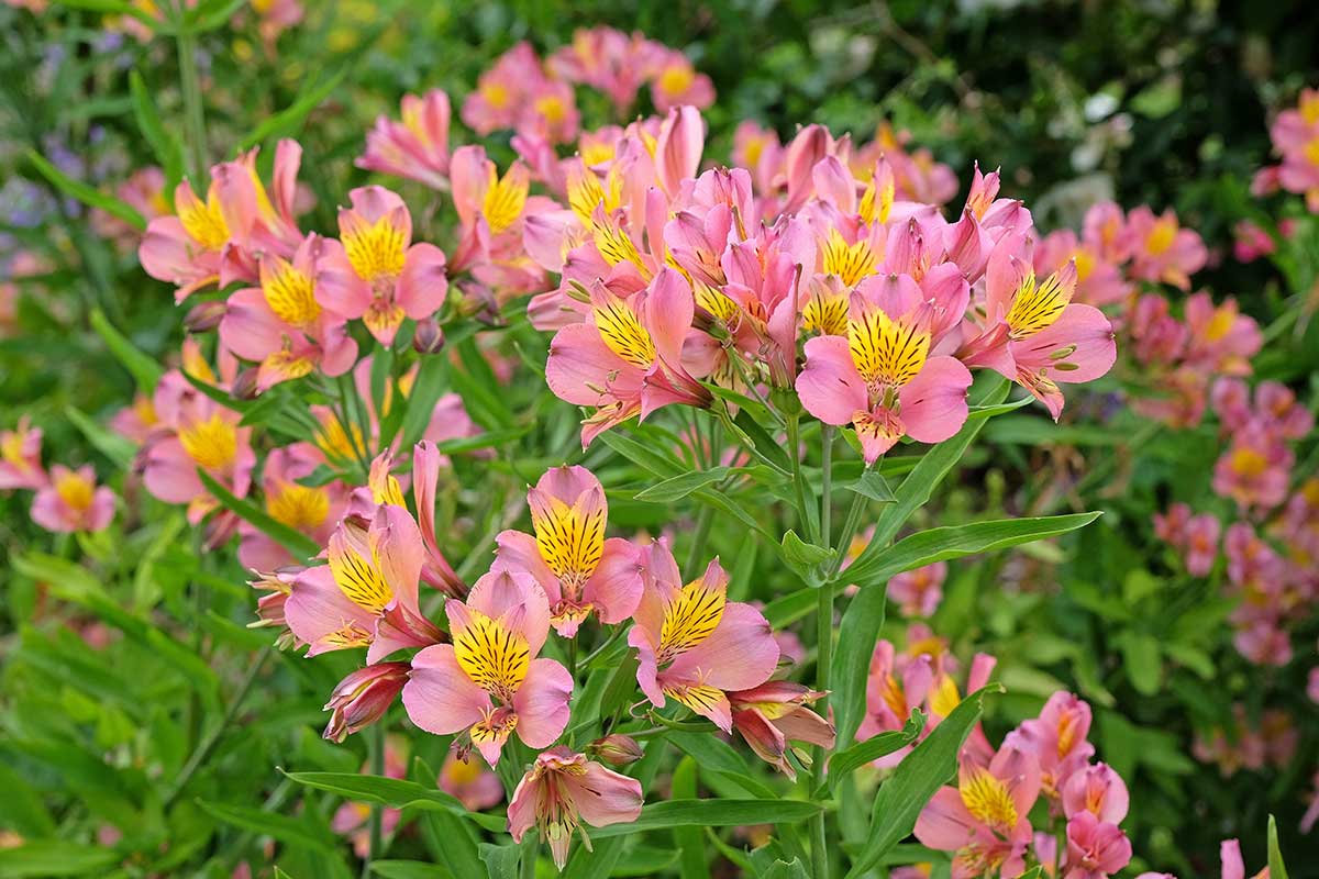 Alstroemeria alebo ľudovo peruánska ľalia
