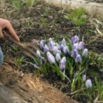 Práce vo februárovej záhrade