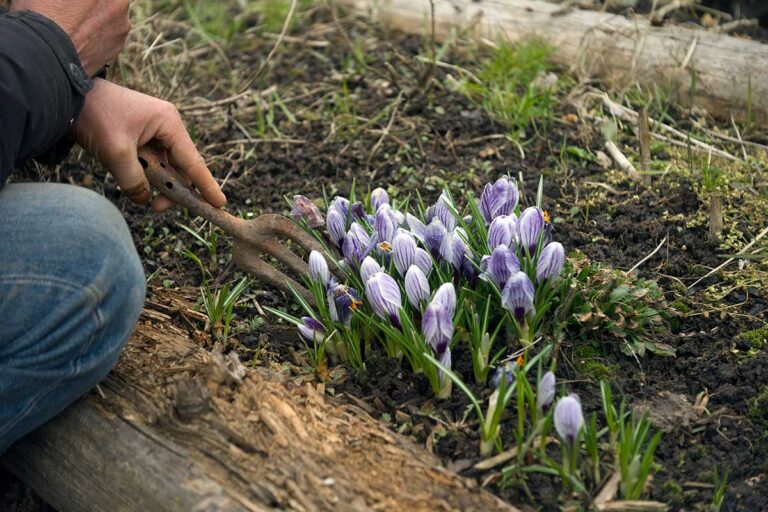 Nezmeškajme dôležité februárové práce. V záhrade sa toho začína opäť diať viac!
