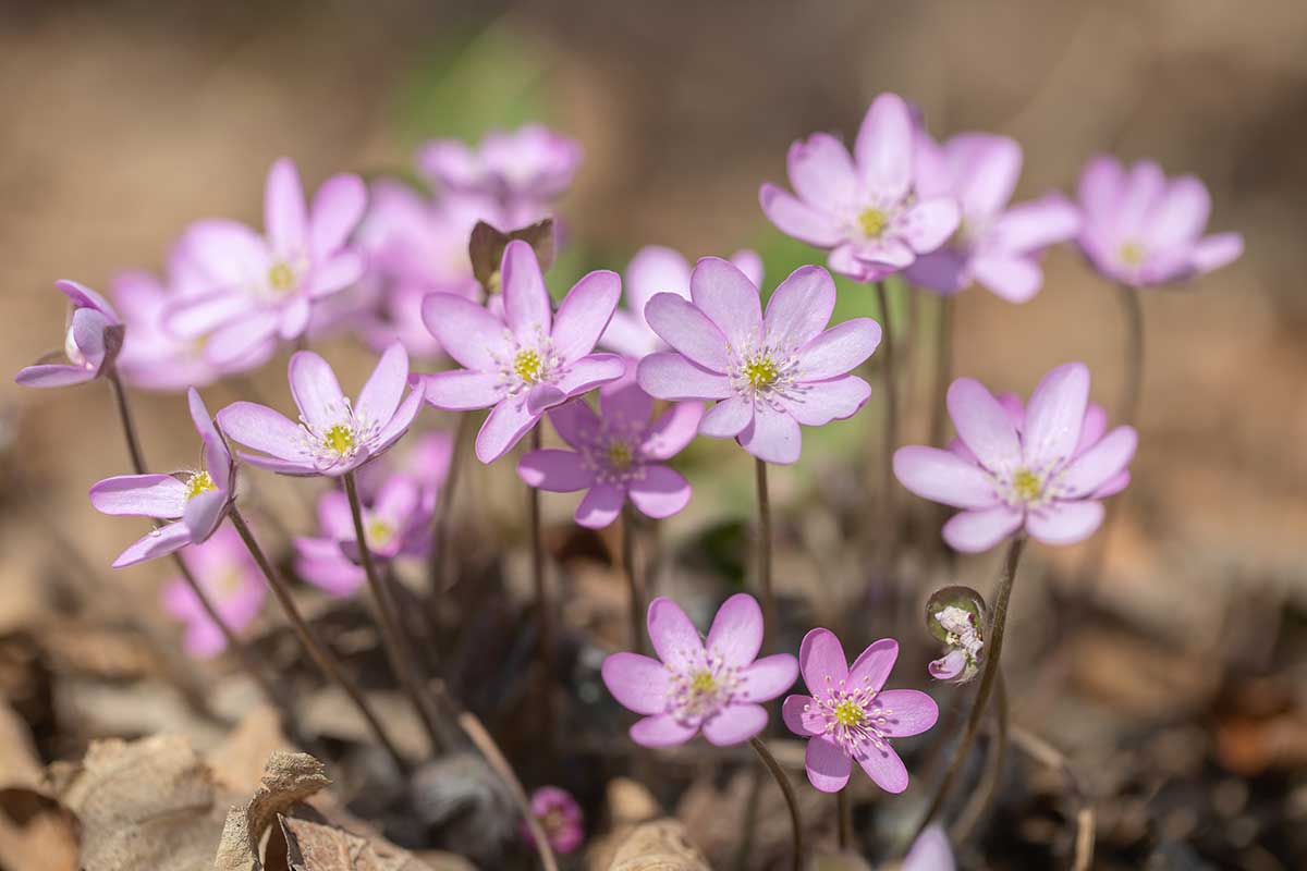 Pečeňovník trojlaločný ‘Rosea’