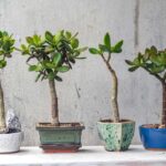 Pestovanie tučnolistu v štýle bonsaj