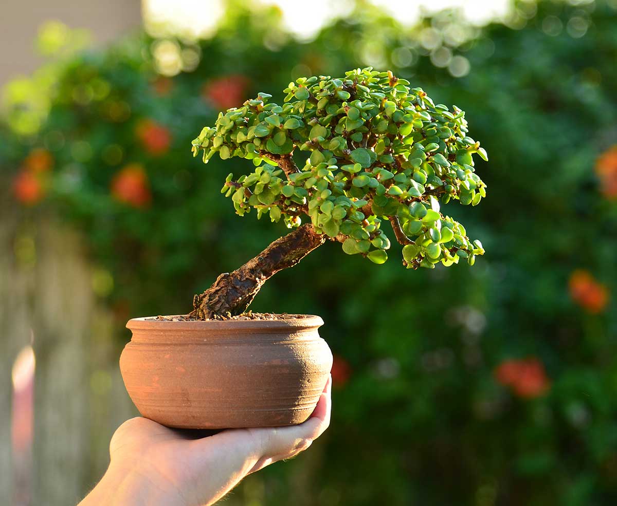 Portulacaria afra ako bonsaj