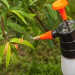 Predjarný postrek proti kučeravosti broskýň a iným chorobám