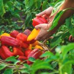 Ako vybrať vhodnú odrodu papriky na pestovanie