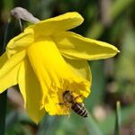 Termogenéza narcisov