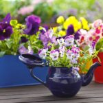 Ako vysadiť sirôtky do kvetináča