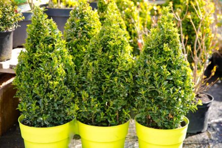 Jarné vysádzanie drevín do záhrrady