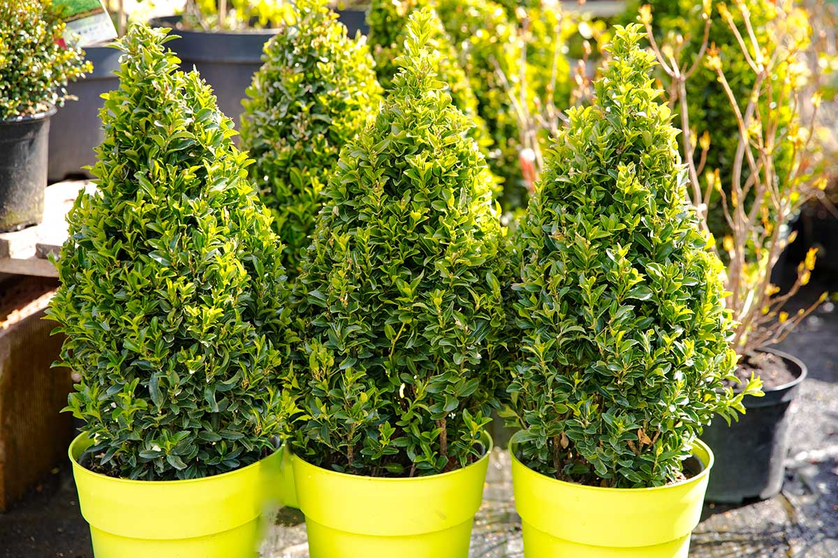 Najrýchlejšie sa ujmú rastliny, ktoré si vysadíme s celistvým koreňovým balom. Foto: Shutterstock