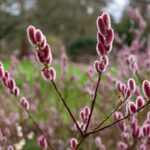 Druhy vŕby vhodné do záhrady