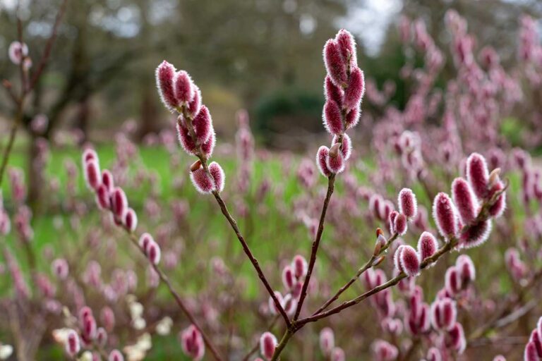 Ako využiť vŕbu v záhrade? Vŕbové prútiky či bahniatka nie sú jej jedinou prednosťou