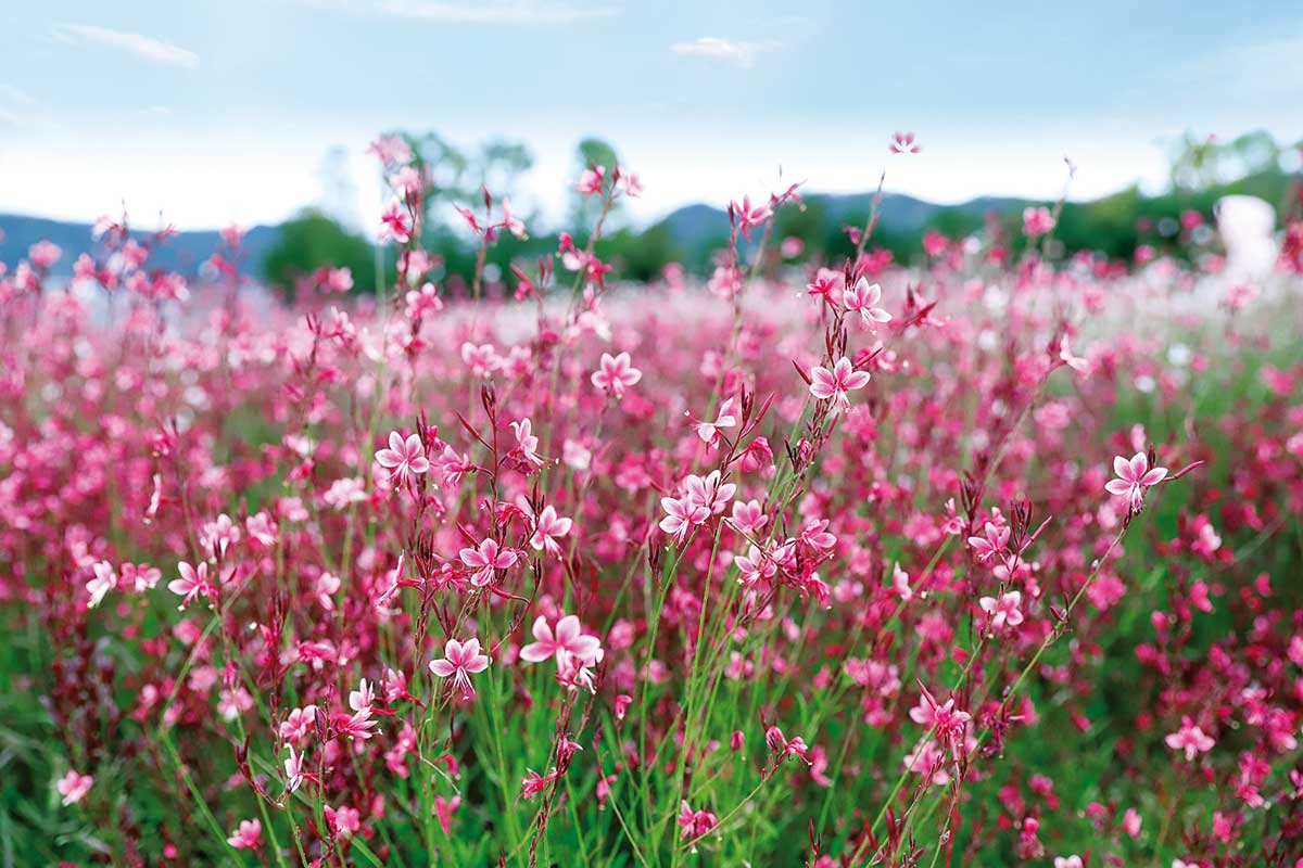 Gaura Lindheimerova