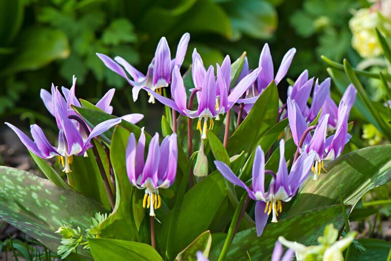Ako zvládnuť pestovanie kandíka? Táto luxusná jarná cibuľovina vynikne v tienistej záhrade