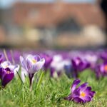 Krókusy v trávniku