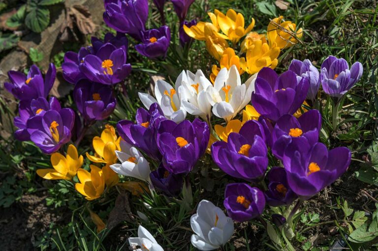 Nie je šafran ako šafran. Najkrajšie druhy, ktoré rozžiaria vašu záhradu
