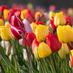 Ošetrovanie jarných cibuľovín