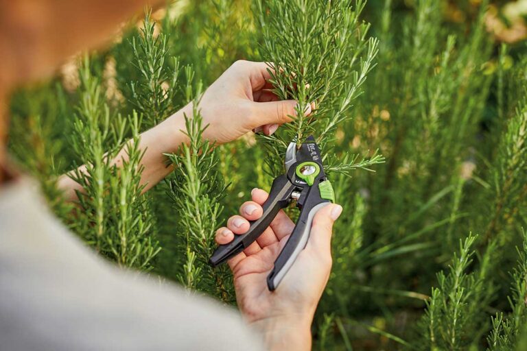 Pripravte svoje rastliny na rozkvet. S čím môžete začať už teraz?