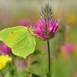 Prvé jarné motýle