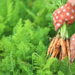 Ako pestovať mrkvu a petržlen v záhrade