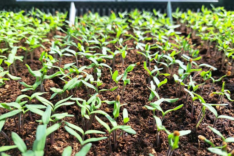 Ako sa šľachtia rajčiny: Pohľad do sveta zlepšovania odrôd