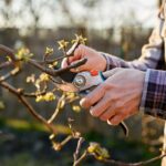 Rady ovocinára z praxe pri rezaní drevín