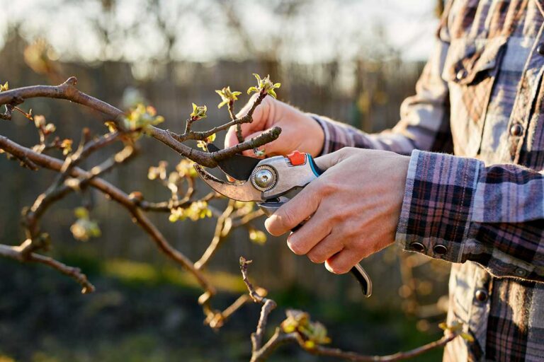 6 osvedčených tipov z praxe ovocinára: Pri reze si na tieto určite spomeňte!