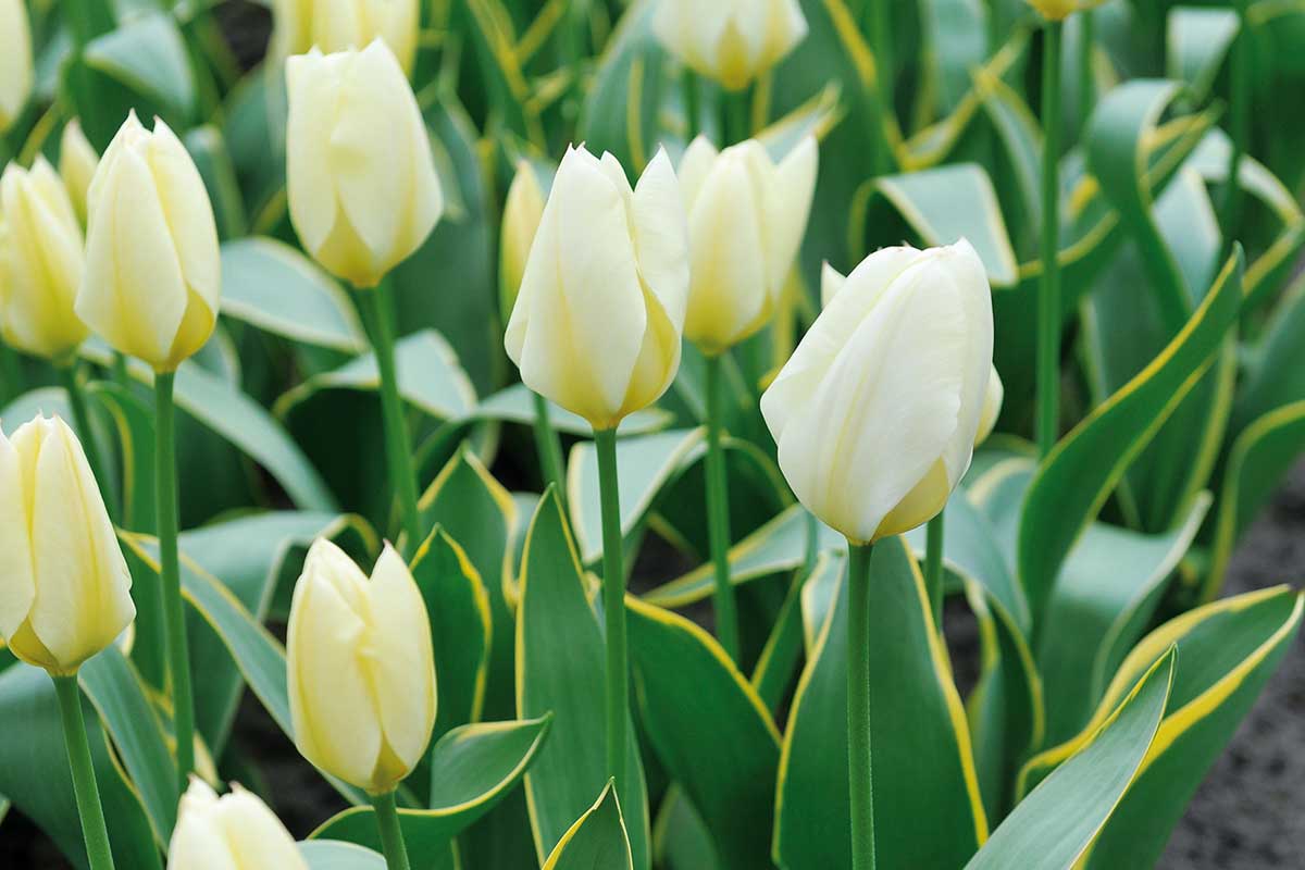 Tulipán Fosterov ‘Purissima’