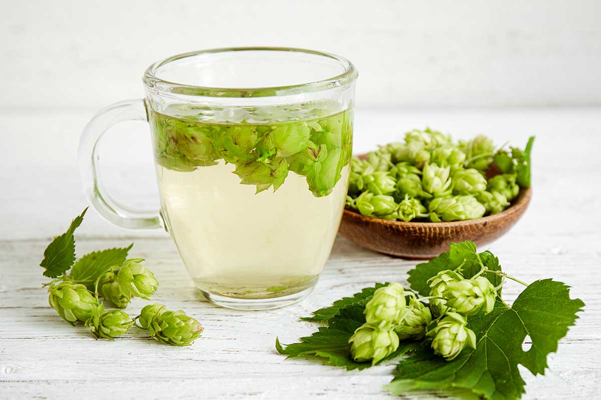 Čaj z divého chmeľu