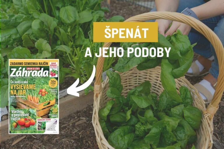 Poznáte kaukazský špenát? Zaobstarajte si osivo a my poradíme, ako na jeho pestovanie