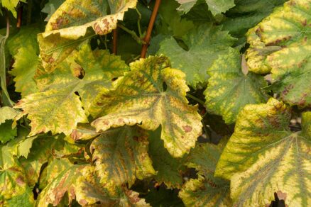 Zlaté žltnutie viniča