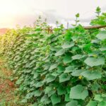 Ako pestovať uhorky vonku