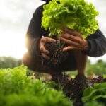 Využitie mykoríznych húb pri pestovaní rastlín