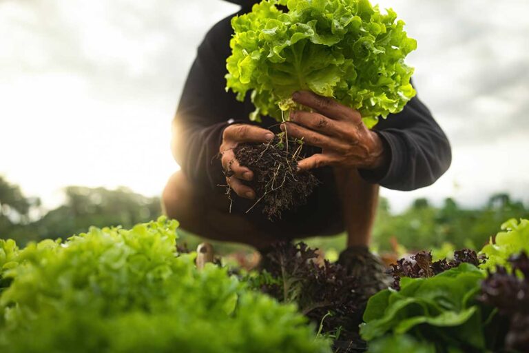 Mykorízne huby nie sú len o väčších paradajkách! Odborník prezrádza, prečo sú dobrým parťákom pre rastliny