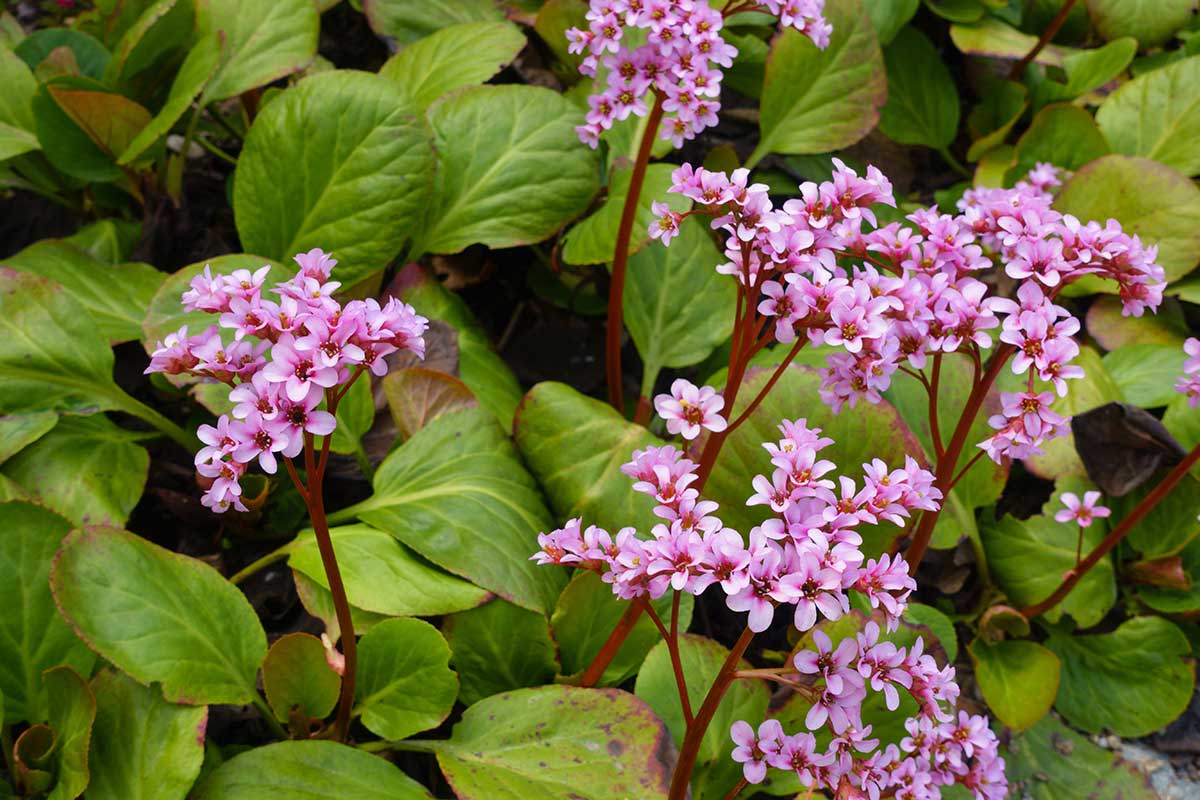 Bergénia srdcovolistá