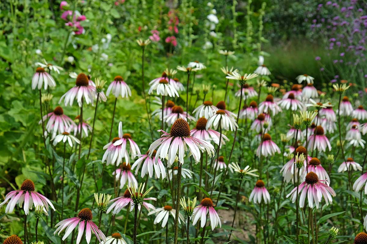 Echinacea bledá