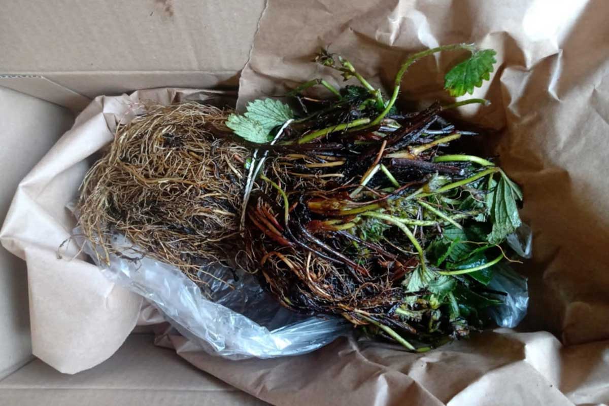 Frigo sadenice jahôd Mara de Bois