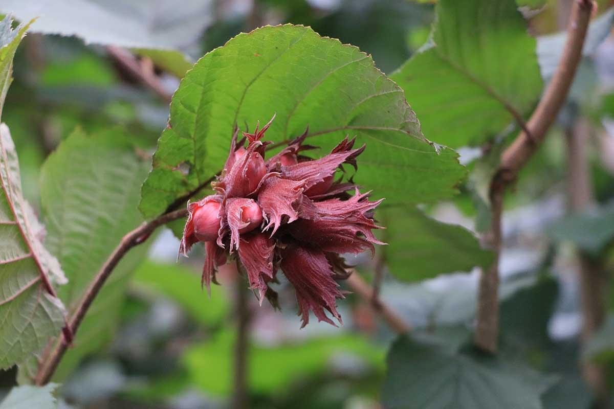 Horké a scvrknuté lieskové oriešky
