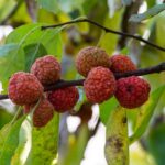 Plody kudránie trojlaločnej