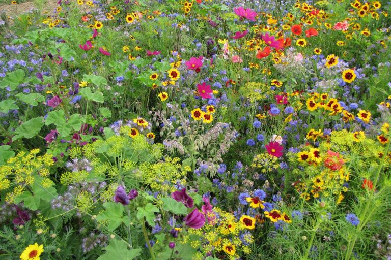 Urobme radosť včelám a zasaďme niečo z kolekcie NEKTÁROVÁ PÁRTY